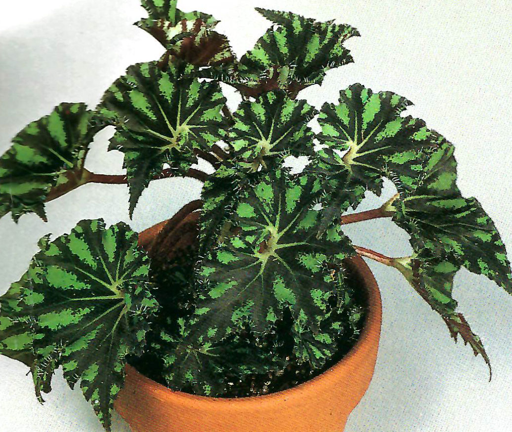 B. ‘Dwarf Glory’